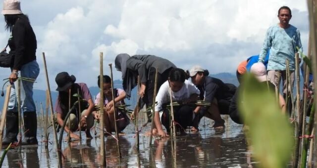 KKI Indonesia Tanam 1.200 Mangrove di Maluku untuk Mendorong Upaya Konservasi Lingkungan